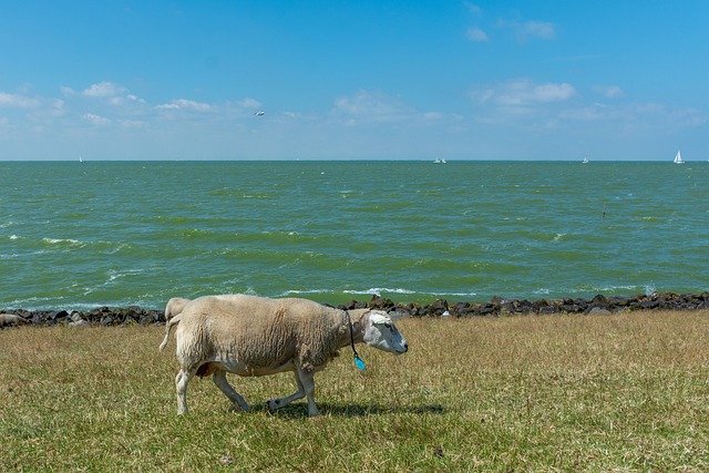 Landskab, Vand, Får, Luft, Skyer, Strand