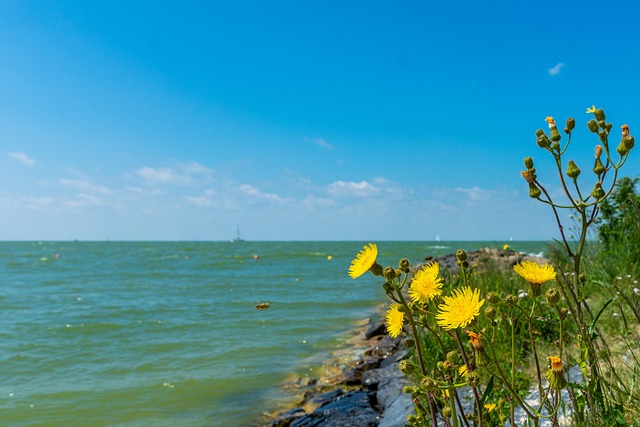 Landskab, Vand, Blomster, Luft, Skyer