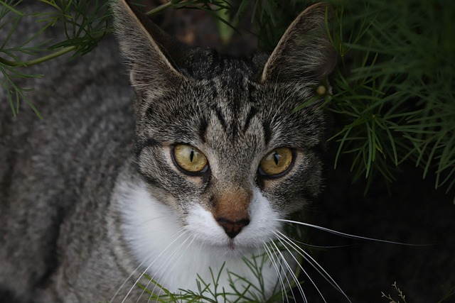 Free Animals Wild photo and picture
