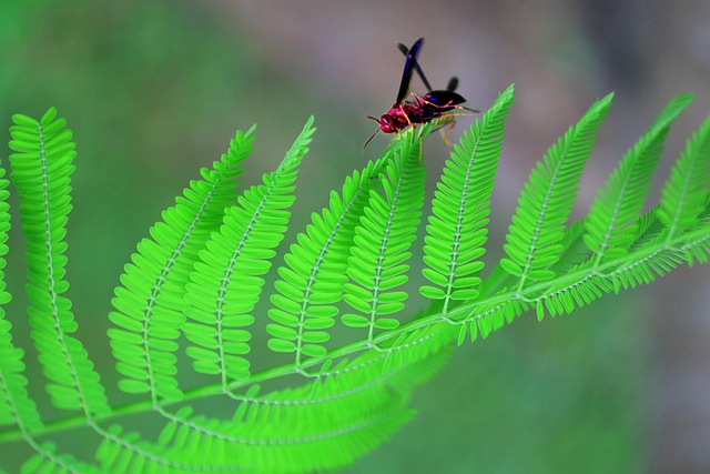 甲虫,昆虫 昆虫 黄蜂 - Pixabay上的免费照片 - Pixabay