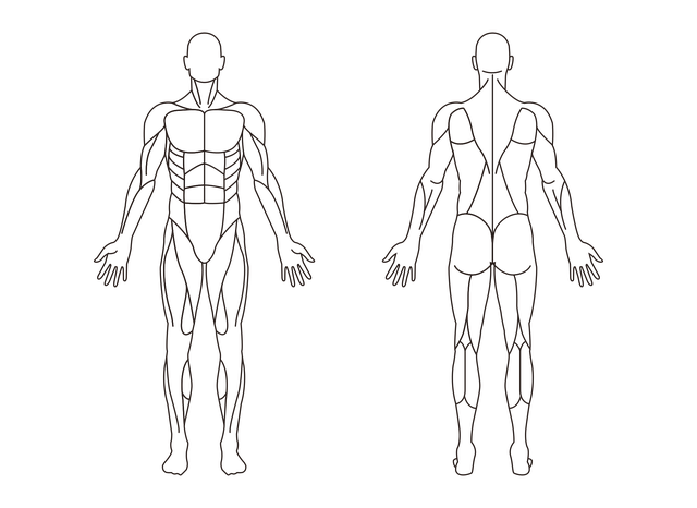 Free male muscle bare vector