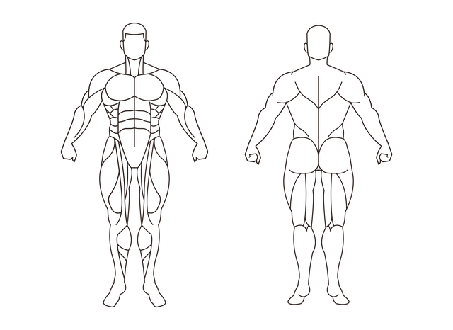 Muscels Vector 3,000+ Free Skeletal Muscles & Muscle Images - Pixabay