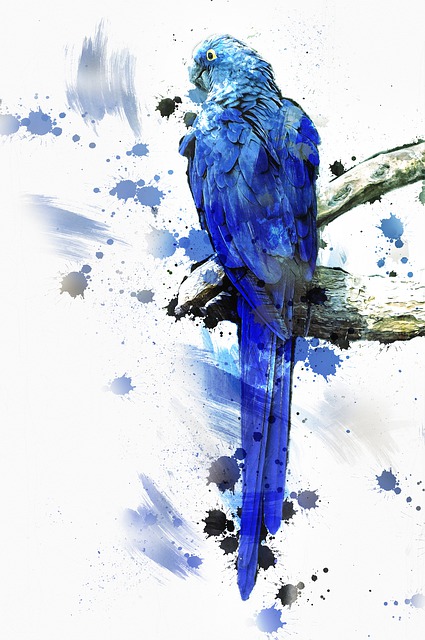 Free parrot bird blue illustration