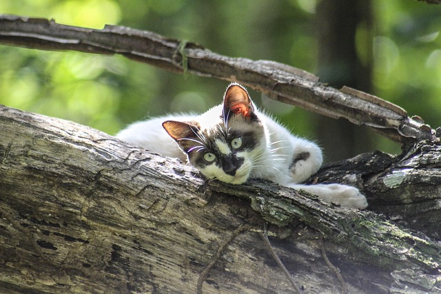 Free Cat Nature photo and picture