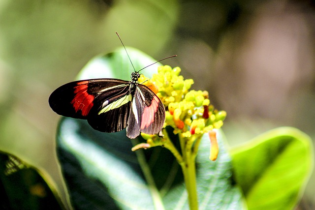 Free Butterfly Nature photo and picture