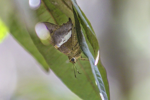 Free Butterfly Wing photo and picture