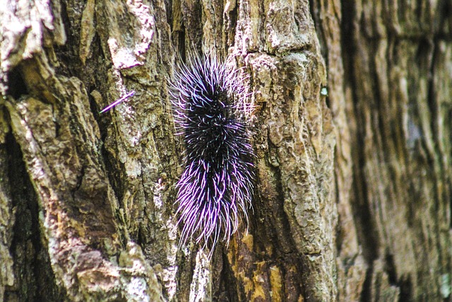 Free Caterpillar Butterfly photo and picture