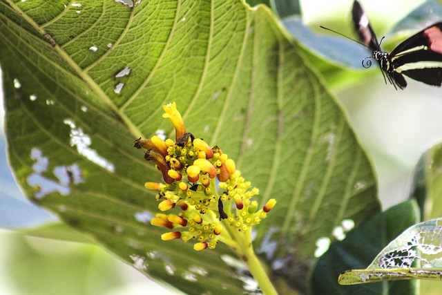 Free Butterfly Flower photo and picture