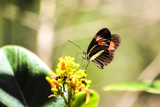 Free Butterfly Nature photo and picture