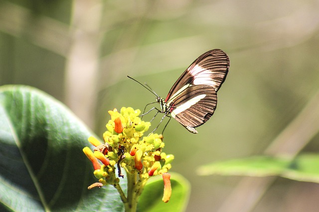Free Butterfly Nature photo and picture