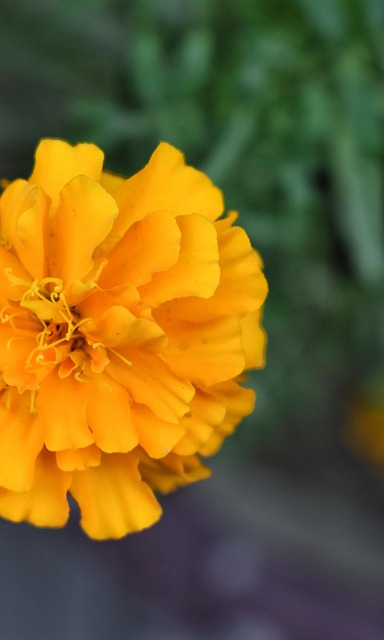 Free Flower Nature photo and picture