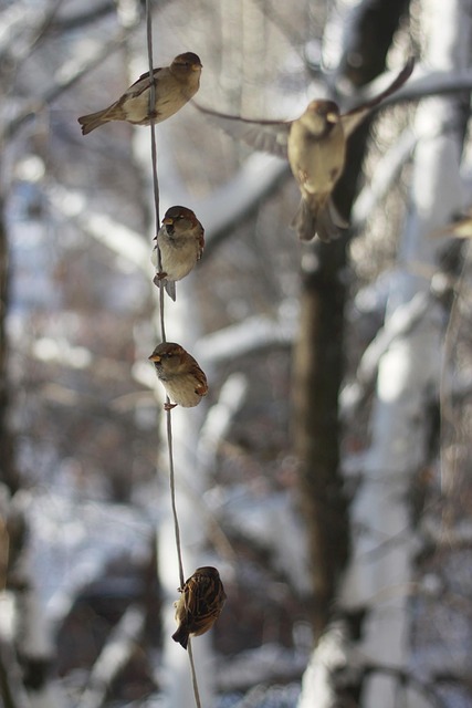 Free Sparrows Winter photo and picture