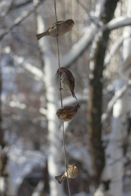 Free Sparrows Winter photo and picture