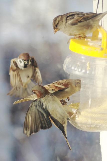 Free Sparrows Winter photo and picture