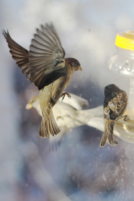 Free Sparrows Winter photo and picture