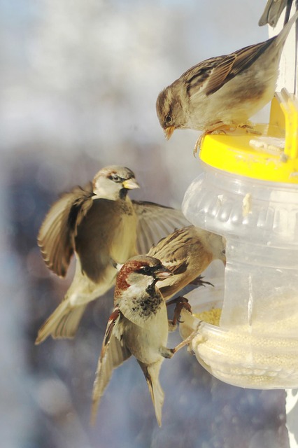 Free Sparrows Winter photo and picture