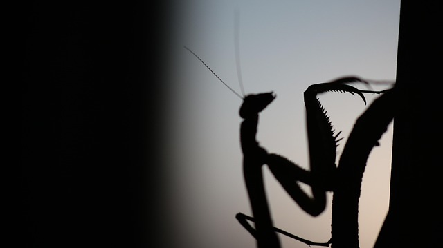 Free Mantis Insect photo and picture