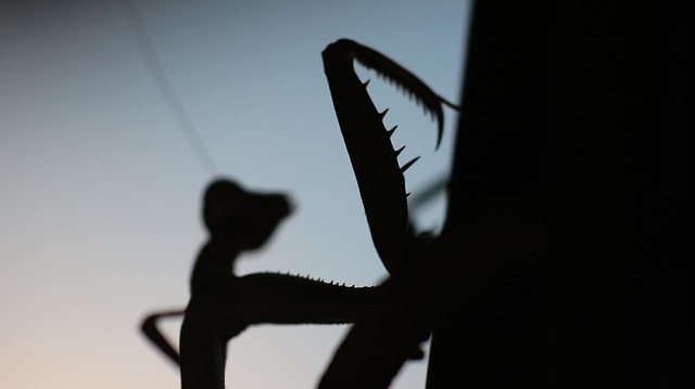 Free Mantis Insect photo and picture