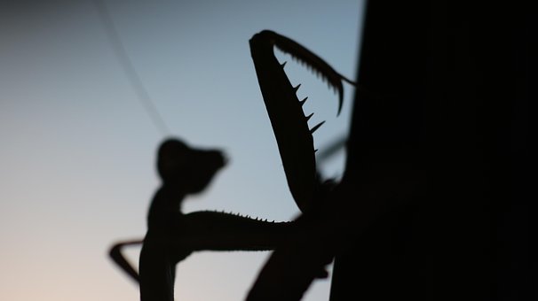 Bidsprinkhaan, Insect, Zomer