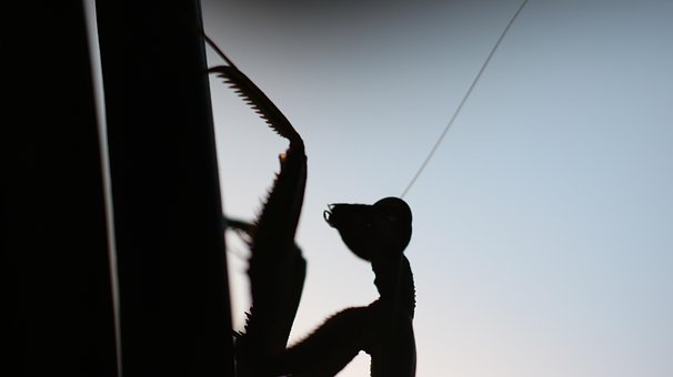Bidsprinkhaan, Insect, Zomer