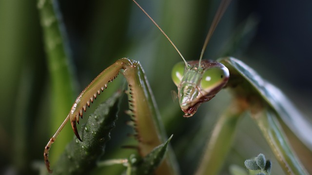 Free Mantis Insect photo and picture
