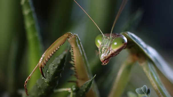 Bidsprinkhaan, Insect, Zomer