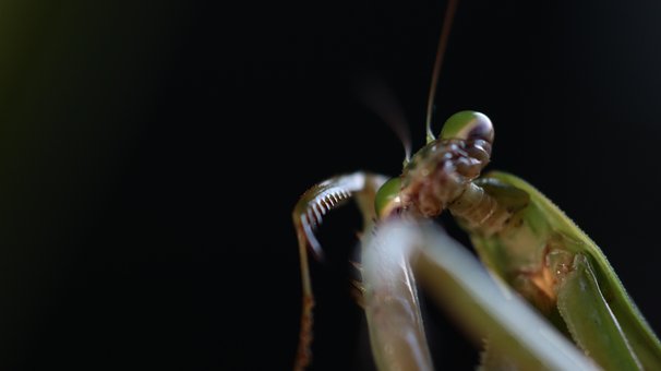 Bidsprinkhaan, Insect, Zomer