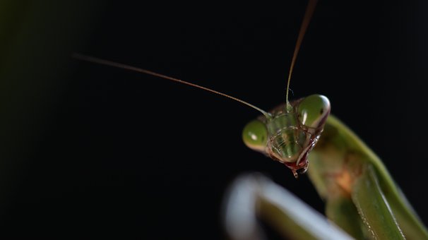 Bidsprinkhaan, Insect, Zomer