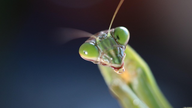 Free Mantis Insect photo and picture