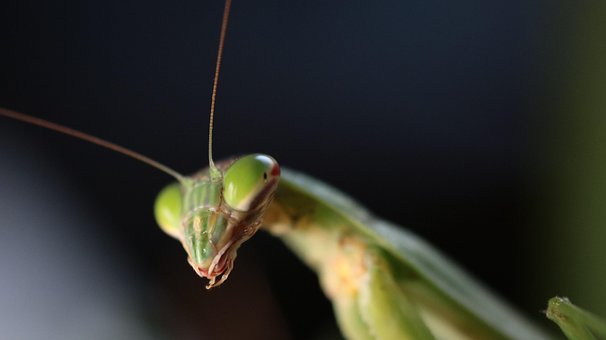 Bidsprinkhaan, Insect, Zomer
