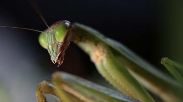Bidsprinkhaan, Insect, Zomer