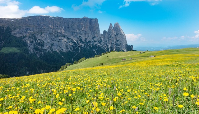 Free Mountain Meadow Alpine Flowers photo and picture