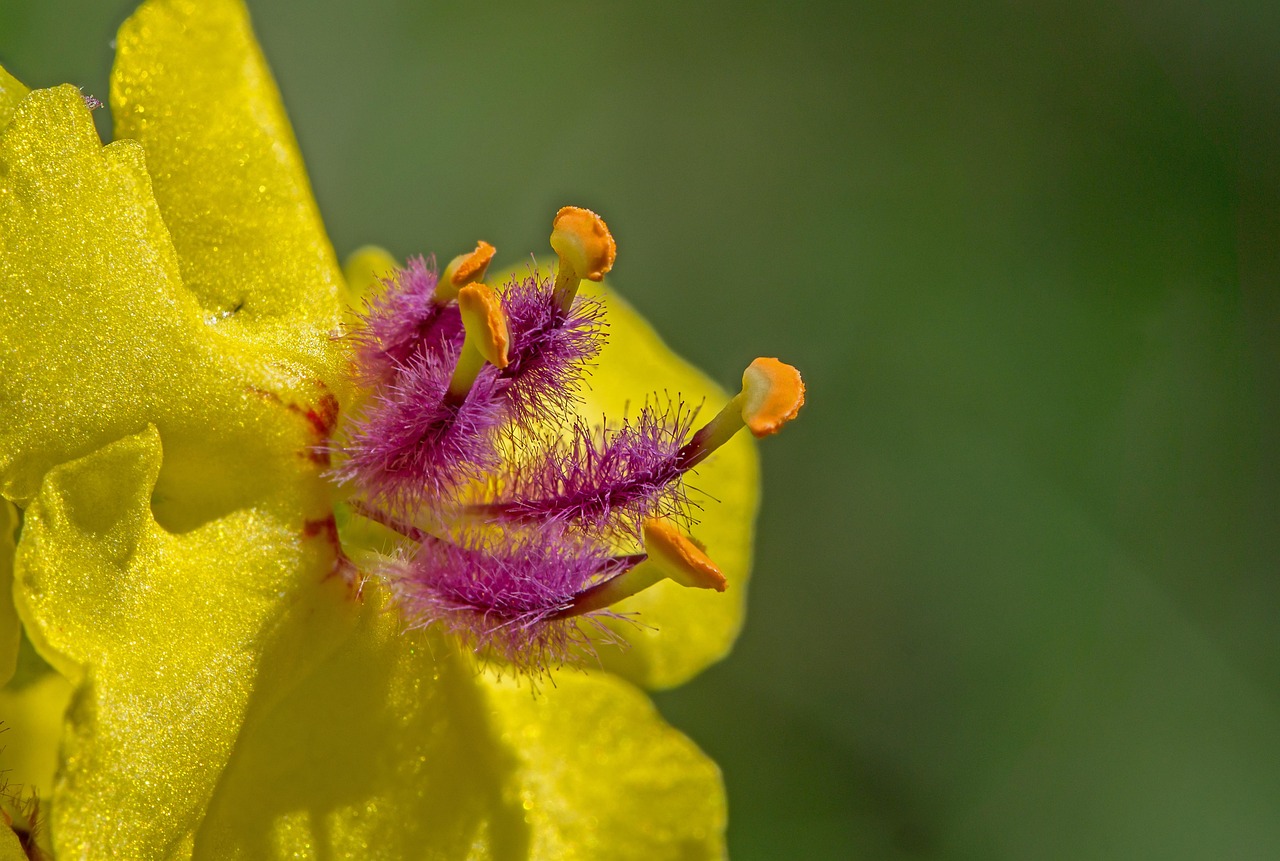 Blossom - free online jigsaw puzzle photo