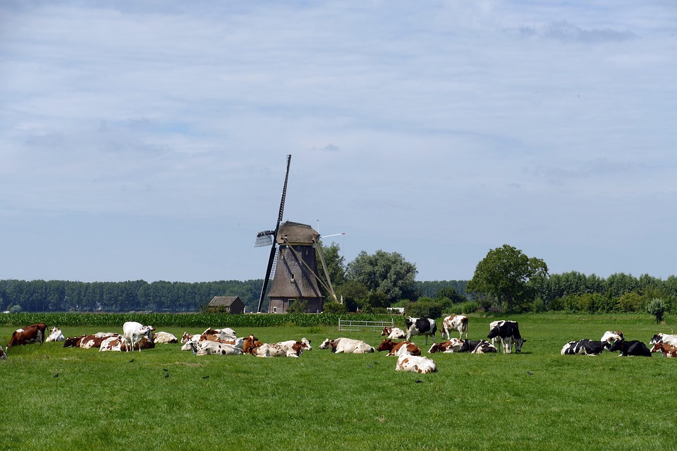 Koe Zoogdier Vee - Gratis foto op Pixabay