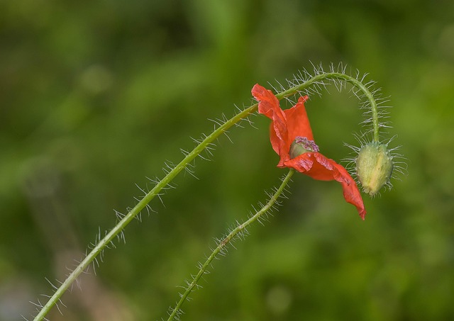Free Poppies Blossoms photo and picture