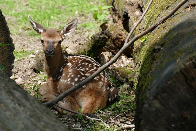 Reh, Fasanerie, Wiesbaden, Rehkitz