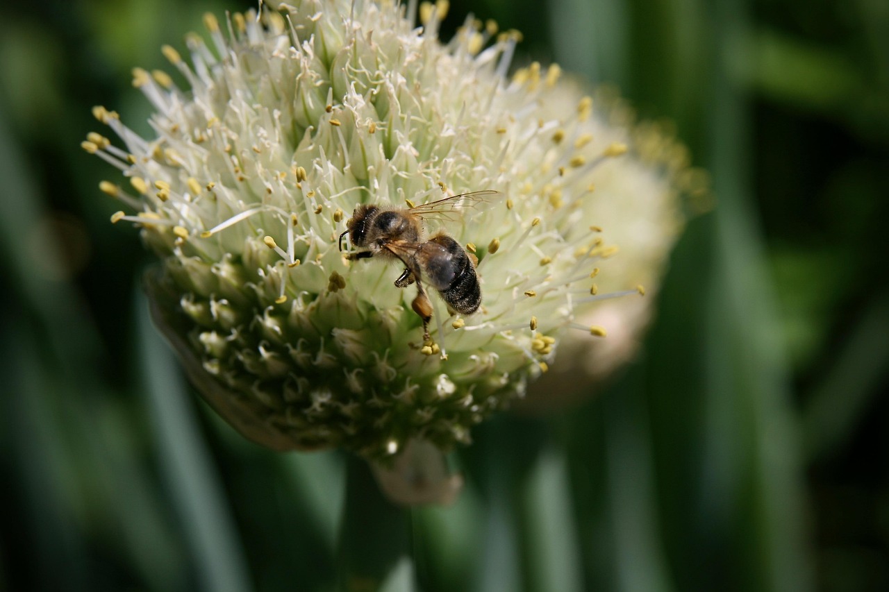 allium, allium fistulosum l, bee, insect, tube onion, cut onion, winter onion, blossom, bloom, bud, nectar, collect