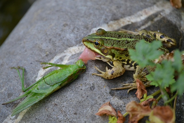 Rana, Saltamontes, Insectos, Naturaleza
