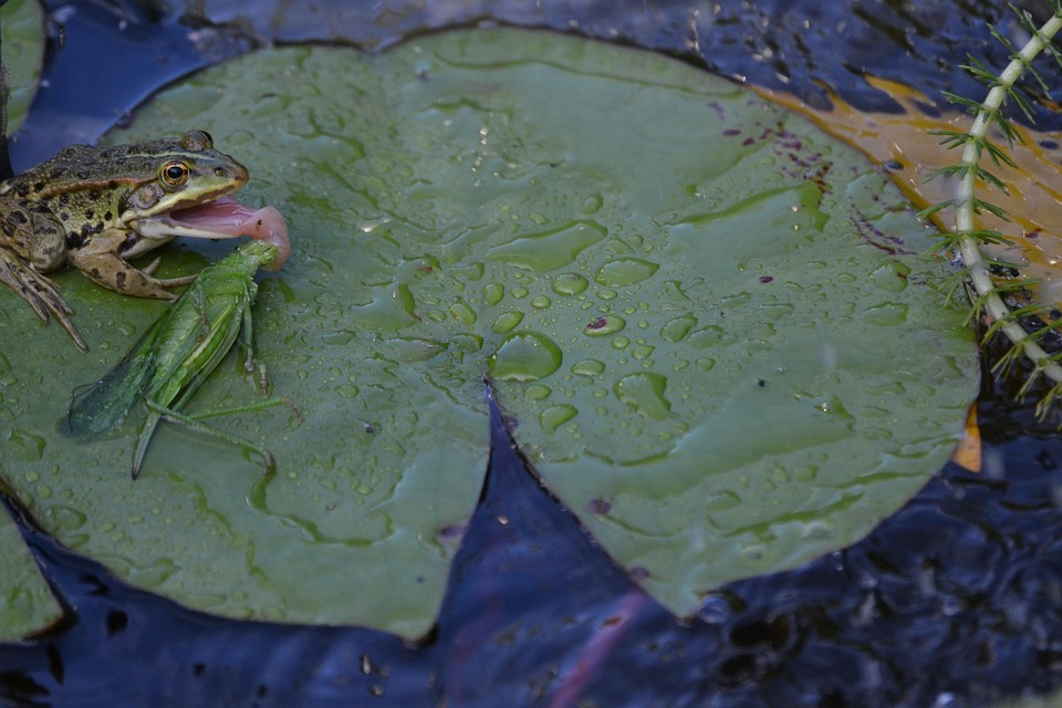 Frog Stalk Insect Frog Insects Heusc - Free photo on Pixabay - Pixabay