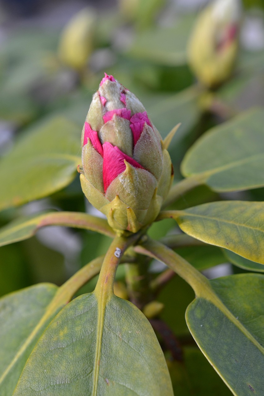 Fleur Rhododendron Rose - Photo gratuite sur Pixabay - Pixabay