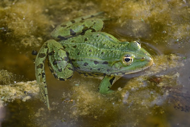 Rana, Anfibio, Anfibios, Animal