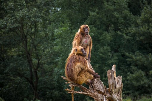 Free Ape Zoo photo and picture