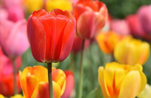 Free Tulips Flowers photo and picture