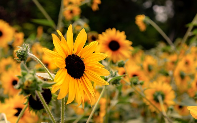 Sonnenblume, Garten, Botanisch, Blüte