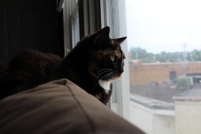 Free Cat Calico photo and picture