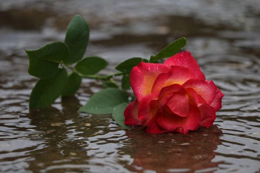 0以上の無料失恋 離婚画像 Pixabay