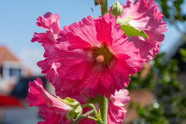 Blomst, Kronblade, Blomst Baggrund