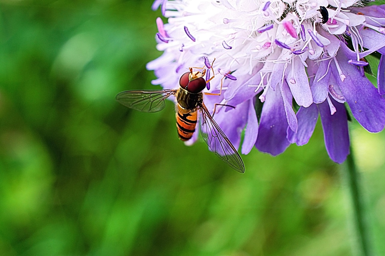 Bellflower Bee Insect - Free photo on Pixabay