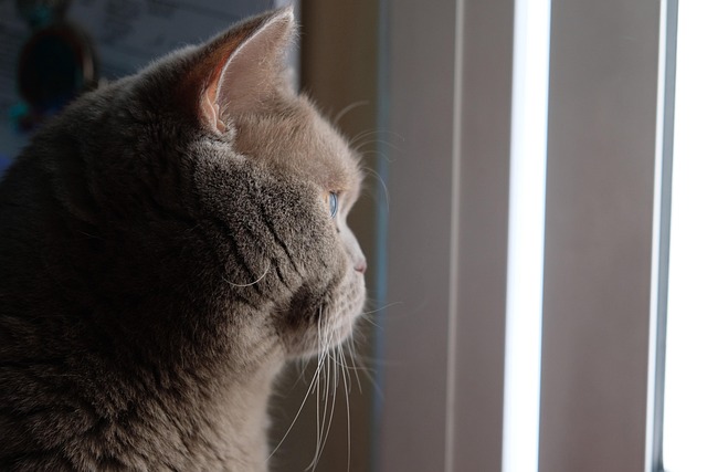 Free Cat Animal photo and picture