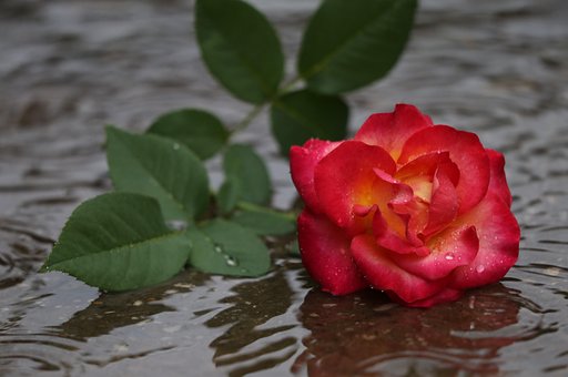 0以上の無料失恋 離婚画像 Pixabay